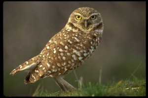 Burrowing owl